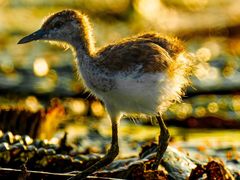 -福田红树林生态公园