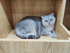 -爱洗澡的猫(天河路店)