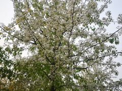 -天津东丽湖风景区