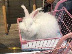 -Moni星球萌宠·小马宝莉·灵蛇·高端高阶全萌宠互动体验俱乐部(红豆国际广场店)