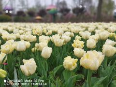 -荷兰花海