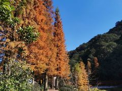 -广州市石门国家森林公园