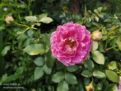 -深圳市中科院仙湖植物园