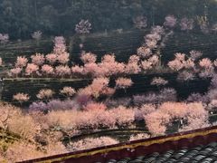 -灵光寺