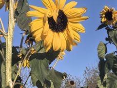 -汉长安城未央宫国家考古遗址公园