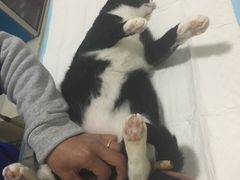 -灵美宠物诊所
