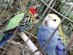 -南宫五洲植物乐园