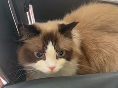 -艾贝尔宠物医院 ·内科全科(梁溪路店)