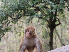 -黔灵山公园
