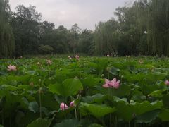 -莲湖公园