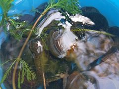 -重庆彩云湖湿地公园