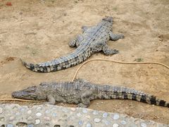 -石家庄市动物园