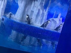 -多彩贵州城极地海洋世界