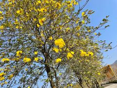 -天适樱花悠乐园