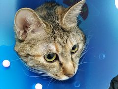 -伟伟宠物医院·瑞派猫友好医院·猫科(光谷店)