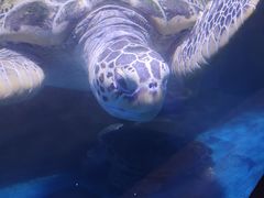 -秦皇岛新澳海底世界