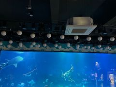 -烟台海昌鲸鲨海洋公园