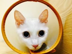 -芭比堂动物医院·24小时·眼科中心(深圳中心)
