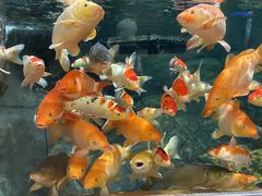 -上海海洋水族馆