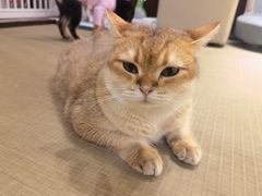 -逗柴咖啡屋·狗咖猫咖宠物桌游