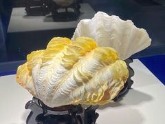 -贝壳王国博物馆