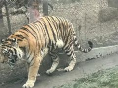 -成都动物园
