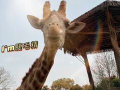 -上海野生动物园