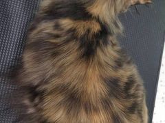 -BABIT巴比特宠物(MOMOPARK店)