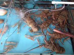 iphone_upload_pic-鲤鱼门海鲜街
