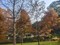 -中山市树木园