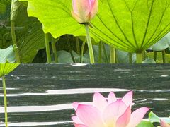 -荔湾湖公园