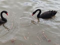 -上海野生动物园老虎餐厅