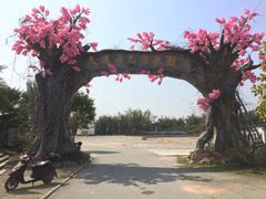 -天适樱花悠乐园