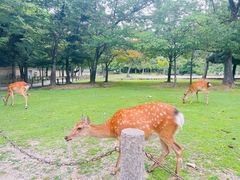 -奈良公园