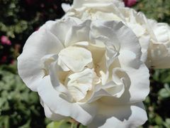 -阿方索十二世纪念碑