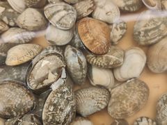 蛤蜊-龍歌自助小火锅(李沧丽达店)