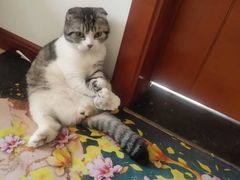 -小叮当动物医院·骨科·眼科