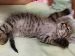 -美联众合宠物医院·爱萌分院·内外科·猫科中心