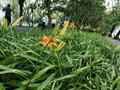 -西湖外事游船(花港观鱼码头)