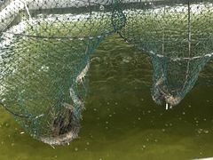 -会江钓鱼钓虾烧烤场