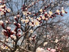 -北京西山国家森林公园