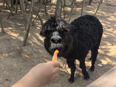 -西霞口神雕山野生动物世界