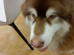 -Let's go狗咖·猫咖·奶狗·桌游(春熙路IFS店)