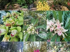 -中国科学院华南植物园