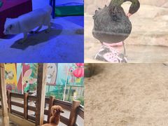 -海合安成都极地海洋公园