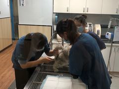 -瑞派紫金宠物医院24小时·骨科·中兽医·重症转诊中心(番禺大石院)