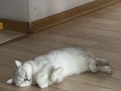 -伟伟宠物医院·瑞派猫友好医院·猫科(光谷店)