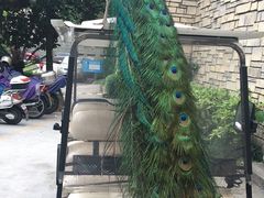 -老淳安—伴山伴湖(千岛湖开元度假村店)