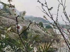 -广州市流溪河国家森林公园