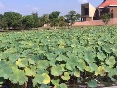 -滆湖低碳生态公园